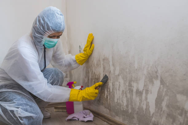 Mold Remediation for Rental Properties in Pine Ridge At Crestwood, NJ