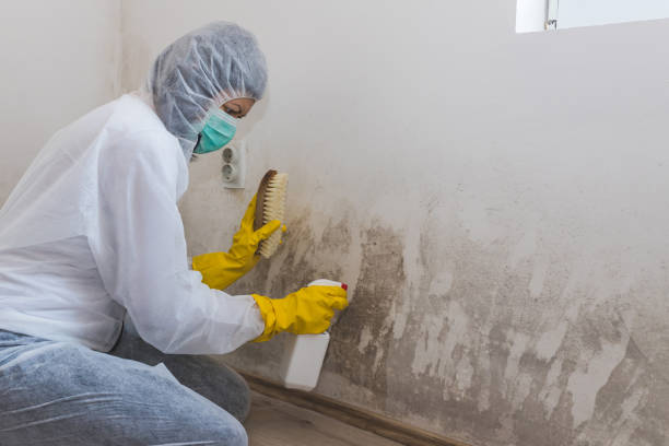 Best Water Damage & Mold Remediation  in Pine Ridge At Crestwood, NJ