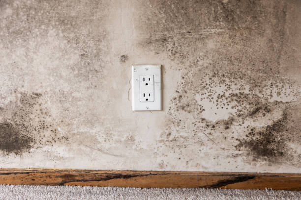 Environmental Consulting for Mold Prevention in Pine Ridge At Crestwood, NJ