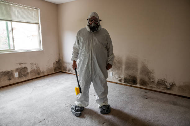 Best Basement Mold Removal  in Pine Ridge At Crestwood, NJ